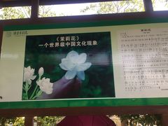 -中华茉莉园
