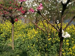 -南汇桃花村