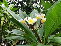 -金花茶公园