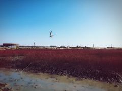 -红海滩国家风景廊道