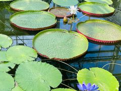 -国家植物园南园