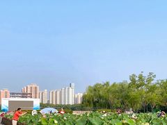 -莲花池公园