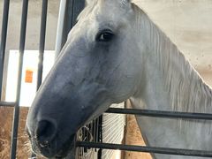 -北京群众马术培训基地