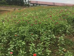 -迪茵湖田家舍生态农场