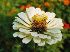 -北京国际鲜花港