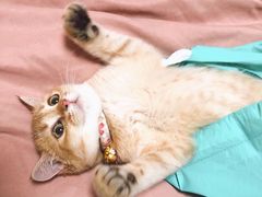 -东方名猫馆·英短金渐层布偶猫舍(环线广场1号楼店)