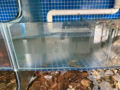 水产区-蟹谢蒸鲜自助餐厅