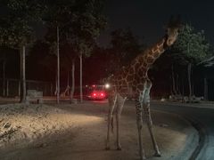-清迈夜间动物园