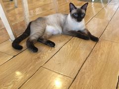 -Cappucimeow猫咪咖啡馆(韦伯时代店)