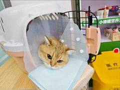 -达爱动物医院·犬猫分区·CT·复杂眼科(远洋山水分院)