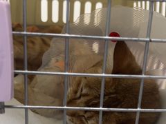 -纳吉亚猫专科动物诊疗中心(蒋宅口分院)