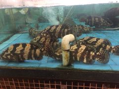 苏鼠斑-虎门不夜天海鲜市场