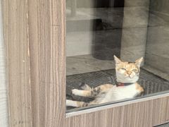 -Again Coffee Roaster(香蜜湖店)