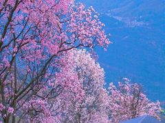 -九皇山景区