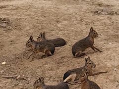 -石家庄市动物园