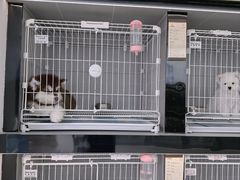 -翊宠yipet猫狗购宠庄园犬舍•猫舍