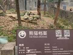 -都江堰中华大熊猫苑