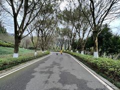 -重庆园博园