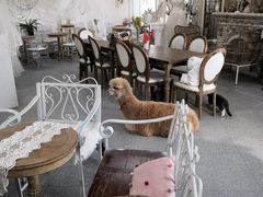 -共舞时光猫咖·狗咖(新街口店)