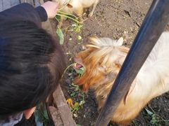 -小鱼草莓采摘园农家乐·小鱼餐厅