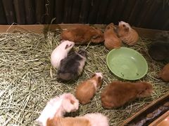 -藦茜花园宠物主题亲子互动体验馆(国顺东路店)
