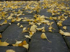 -三里屯东五街银杏大道