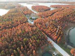 -合肥滨湖国家森林公园