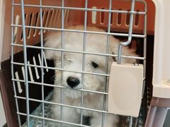 -艾贝尔宠物医院·24H转诊中心·肿瘤猫专科(江宁双龙店)