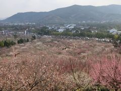 -香雪海