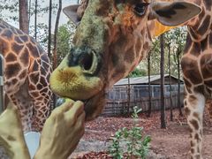 -清迈夜间动物园