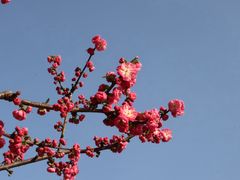 -洛阳市隋唐城遗址植物园