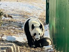 -沈阳森林动物园