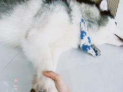-星多哈·狗咖·拼豆·咖啡