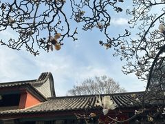 -真庆观