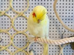 -吉丁鸟咖·异宠·寄养