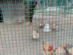 -前小桔亲子创意农场·草莓采摘·露营烧烤