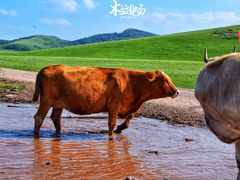 -乌兰布统草原