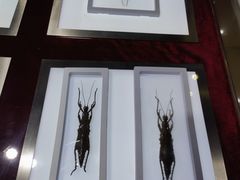 -上海昆虫博物馆