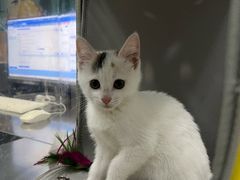 -瑞派名望24h动物医院异宠专科·猫专科·骨科·重症监护分院
