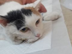 -北京观赏动物医院·24小时大型综合·猫专科·异宠专科