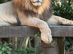 -广州长隆野生动物世界