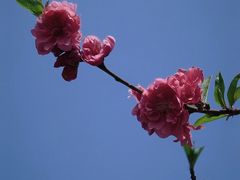 -金鸡山公园