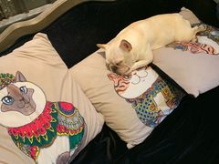 -more than meow吴止猫主题餐厅(承德 中船汇店)