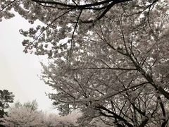 -武汉大学-樱园