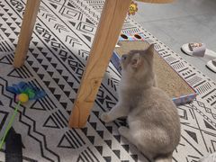 -猫大福·Fortune Cat猫舍(百子湾店)