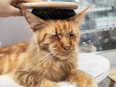 -楼上猫咖(罗湖店)