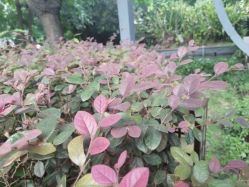 点击看大图 -莲生母婴月子中心(清水河公园店)