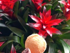 奶油味曲奇-香港珍妮曲奇聪明小熊饼干(迪美购物中心店)