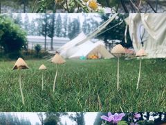 -前小桔亲子创意农场·草莓采摘·露营烧烤