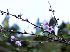 -鹿院坪生态旅游景区